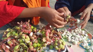 Manila tamarind pithecellobium dulce  camachile fruit  Jalebi fruit  Madras thorn [upl. by Susej678]