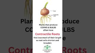 Contractile Roots characteristic feature of CORMS and BULBS biologybloom [upl. by Naihr]