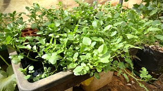 How to grow watercress in water its easy and water 3 times to have vegetables [upl. by Mattheus863]