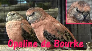 Neopsephotus bourkii Gould 1841  Perruche de Bourke Opaline  Salon de lAgriculture 2015 [upl. by Whorton]