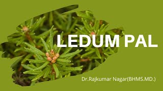 Ledum Palustre by DrRajkumar Nagar BHMSMD [upl. by Lela]