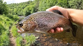 River Trout Catch amp Cook [upl. by Montford]