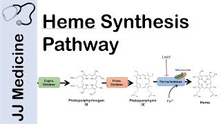 Heme Synthesis Pathway [upl. by Tyree]