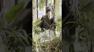 Dallas World Aquarium ShoeBilled Stork [upl. by Segal]