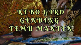 KEBO GIRO GENDING TEMU MANTEN [upl. by Magnuson4]