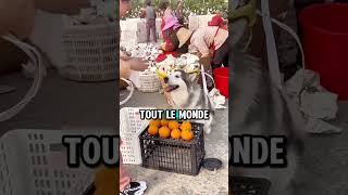 Ce Chien aide son propriétaire malade a vendre des Fruits  👀😱 [upl. by Upton628]