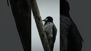 Un cara blanca buscando alimento pajaros birds nature [upl. by Nurav]