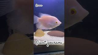 Giant gourami fishtanktour fish myfishtank giantgourami naturetank plantedtank [upl. by Atiuqat]