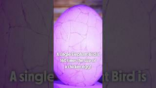 One single elephant bird egg could whip up an omelette equal to 160 chicken eggs [upl. by Wesla820]