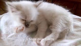 Chatons Sacré de Birmanie [upl. by Suivatram]