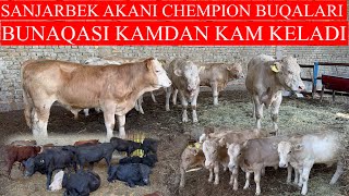 SANJARBEK AKANI CHEMPION BUQALARI BUNAQASI KAMDAN KAM KELADI [upl. by Ecinereb]