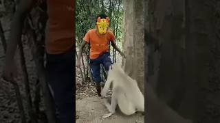 Monkey eating gold 🪙 biscuit 🍪 chiks shorts chhotudada mrindianhacker viral monkeys funny [upl. by Anayd]