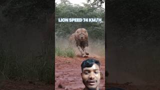 Jungle ka 💯🐯shayari 🐯💪💯se bolata hai bhai💪🚨🐯💯video 🎥😱viralvideo nice superbeautiful lion video [upl. by Remus563]