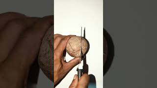 COPRA CUTTING SKILLScopra tiptur tumkur coconut kerala nature organic trending trend farm [upl. by Wolford]