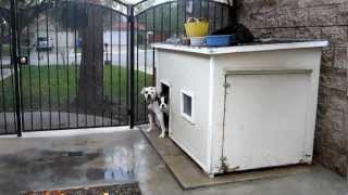 American Bulldog Pup  Meleia at 4 Months [upl. by Aknahs706]