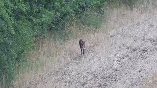 Hase Bock und bellender Fuchs [upl. by Dnomyar]