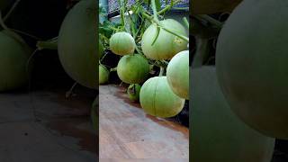 Tips for growing melons on the terrace are very fruitful and easy for beginners garden grow short [upl. by Eelydnarb57]