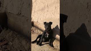 American 🇺🇸 Pitbull terrier pitbull dogbreed shortsvideo shots [upl. by Linnea]