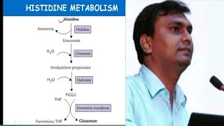 Histidine metabolism and related disorders  Hisidinemia  Biochemistry [upl. by Gowon]