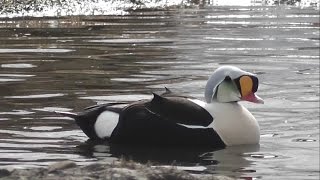 My birding trip to Svalbard Spitsbergen and Lapland [upl. by Anaihk20]