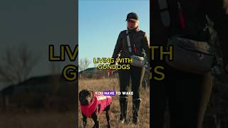 Living with gundogs gundog gundogtraining dogtraining [upl. by Ahsenac]