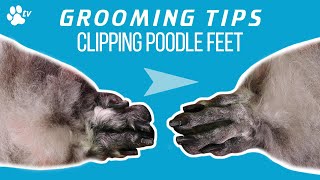 How to clip a standard poodles feet  Grooming Tips  TRANSGROOM [upl. by Ylenaj509]