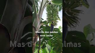 Banana da terra  nove palmas [upl. by Colston]