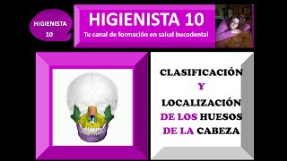 CLASIFICACIÓN Y LOCALIZACIÓN DE LOS HUESOS DE LA CABEZA LA ANATOMÍA NUNCA FUE TAN FACIL [upl. by Nirret]