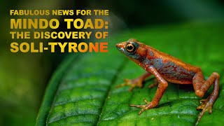 Hope for the Mindo Harlequin Toad the finding of SoliTyrone [upl. by Mckay]