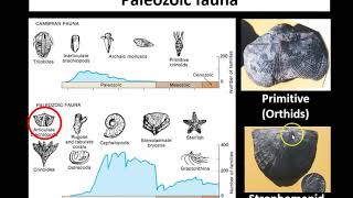 Lecture 2 Ordovician and Silurian [upl. by Yatnohs]