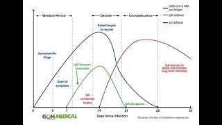 Antibody tests explained  IgG IgM [upl. by Llemaj383]