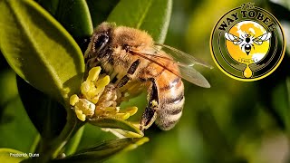 Honey Bees Pollinating Boxwood Blossoms April 6th Common Boxwood Shrubs [upl. by Ateiluj591]