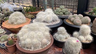 ประสบการณ์ในการเลี้ยงแคคตัส เจอแบบนี้ เป็นใครก็จุก 🤢  mammillaria superba  14 มกราคม 2563 [upl. by Aisatnaf336]