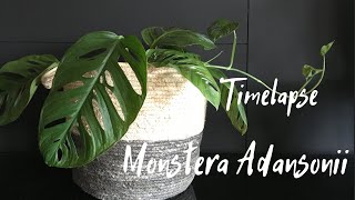 Timelapse  Monstera Adansonii [upl. by Romain715]