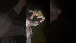 6lb Striped Bass at Big Rock Bass viralvideo fishing stripedbassfishing river big fish [upl. by Merrili]