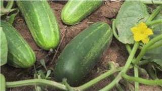 Food Gardening  How to Plant Cucumbers in a Garden [upl. by Ennahtur]