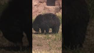 Bear in Bear County South Dakota [upl. by Llenaej452]