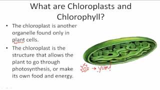 Functions of Chloroplasts and Chlorophyll [upl. by Katerina]