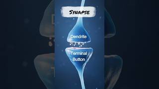 Synapse Explained Less Than 30 Seconds synapses synapse neuroscience psychology [upl. by Quinlan]