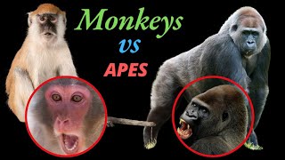 Monkeys vs Apes Lesser and Great [upl. by Airitak131]