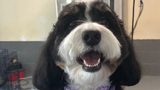 Bernedoodle Dog Grooming [upl. by Aninaig]