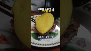 오믈렛 도전기 29일 차 [upl. by Eatnhoj]