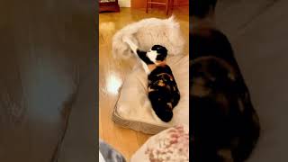 The dog bed debate funnyvideos funny dog [upl. by Hayton]