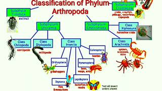 Classification of Phylum Arthropoda [upl. by Elimac]