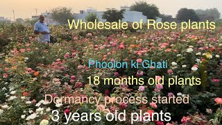 Phoolon 🌹ki Ghati  Wholesale mein Gulaab ke paudhe  healthy plants  Pushpanjali Rosery Bly [upl. by Maro]