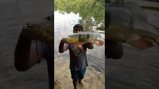 Catch and release 16lbs Temensis Peacock Bass peacockbass fishing [upl. by Alyk]