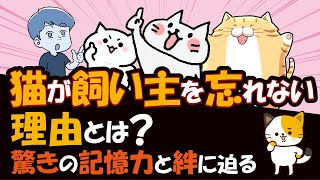 【必見】「猫が飼い主を忘れない」深い理由！驚くべき記憶力と絆の力とは？ [upl. by Velma]