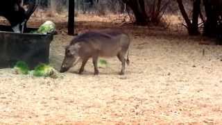 Warthog Bow Hunt Swartruggens 2013 Part2  Edited [upl. by Tamberg]