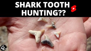 You can hunt for shark teeth [upl. by Lleze]