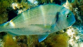 Sparus aurata Gilthead seabream Diplodus sargus White seabream Sarpa salpa Salema HD [upl. by Nancey]